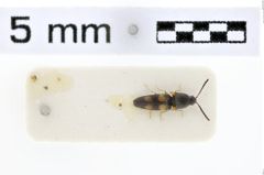 Foto (Dorsalansicht) von Pseudocalais longipennis (NHMW-ZOO-COL-0010003)